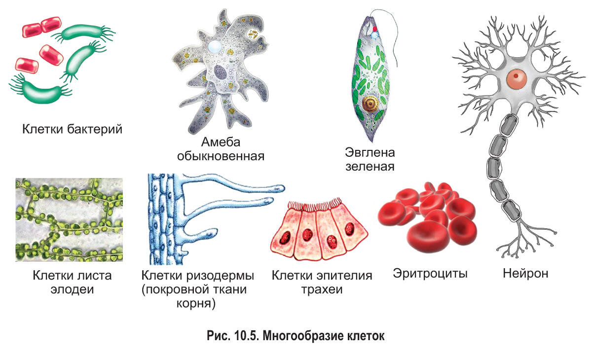 строение клетки человека и процесс деления ДНК схема