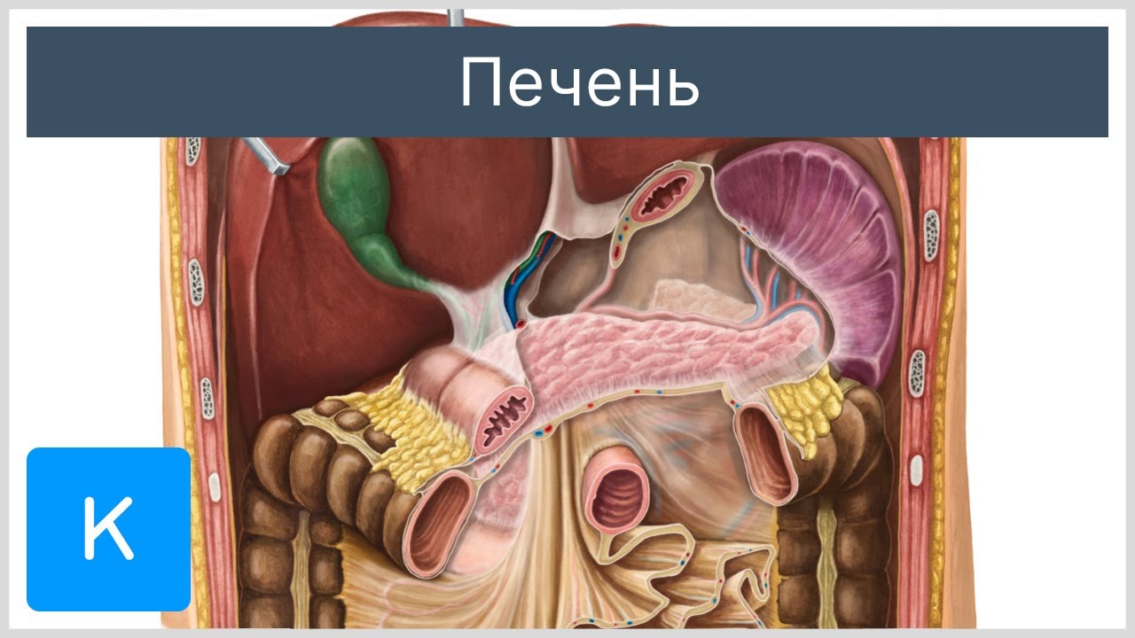 схема расположения желчного пузыря и печени в организме человека